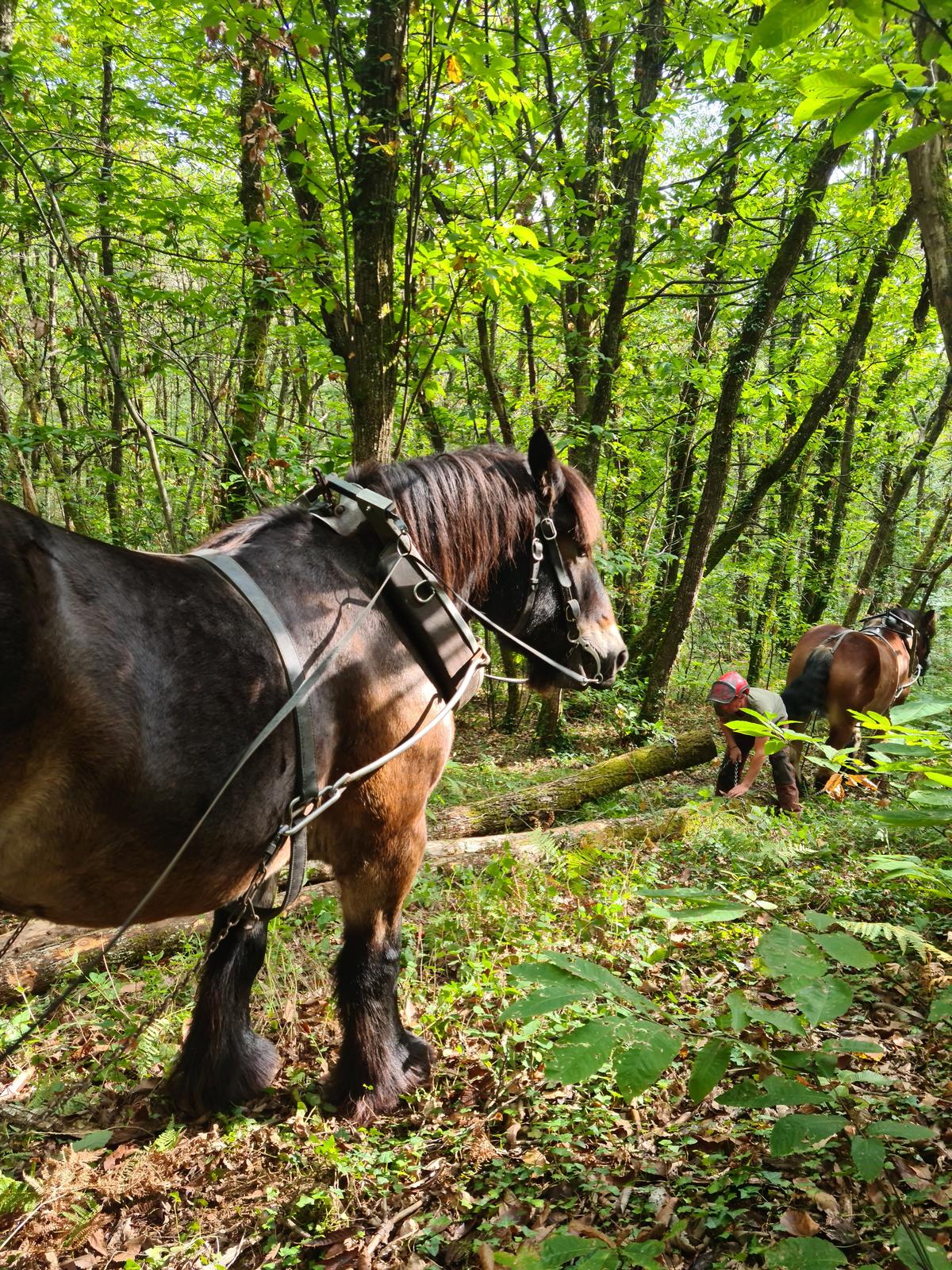 Débardage à cheval